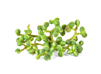 Zanthoxylum limonella Alston on white background