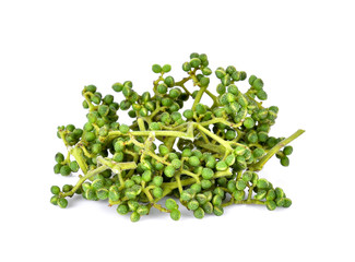 Zanthoxylum limonella Alston on white background