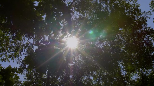 Green leaf the sunny day, lines of tall green tree from bottom view, view through the trees, 4K Slow motion