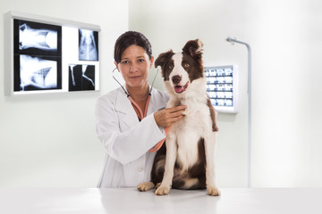Veterinarian examining a dog while doing checkup at clinic. Border Collie Dog..