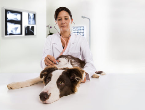 Veterinarian examining a dog while doing checkup at clinic. Border Collie Dog..