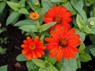 red flower in the garden