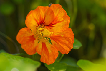 blüte farbe natur close up nature blossom color garden plant flora makro macro no people day