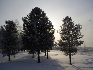 beauty in Nature cold temperature coniferous tree covering day environment Field Growth Land outdoors pine Plant 
