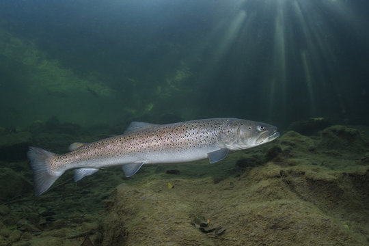 Common huchen (Hucho hucho) swimming in nice river. Beautiful salmonid fish in close up photo. Underwater photography in wild nature. Mountain creek habitat.
