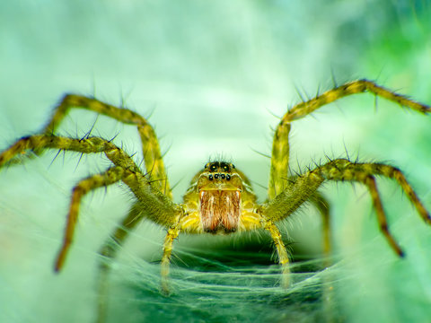 Lynx spider hunter (scientific name Oxyopes javanus Throll Oxyopes linestipes ),on the green grass on the natural background.