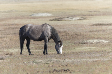 Wild Mustang at Theodore Roosevelt National Park in North Dakota, USA