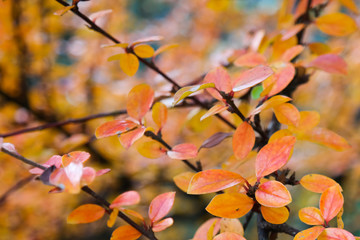 Colorful autumn leaves