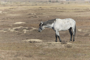 Wild Mustang at Theodore Roosevelt National Park in North Dakota, USA
