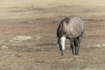 Wild Mustang at Theodore Roosevelt National Park in North Dakota, USA
