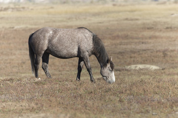 Wild Mustang at Theodore Roosevelt National Park in North Dakota, USA