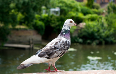 White Pidgeon