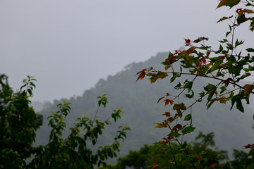 branch with green leaves