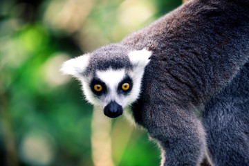 ring tailed lemur on branch of tree