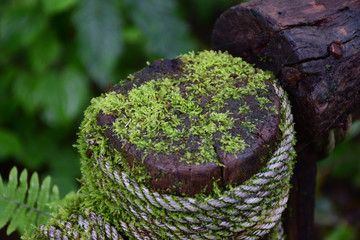 moss in garden