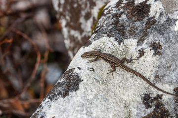 Common Wall Lizard on Rock