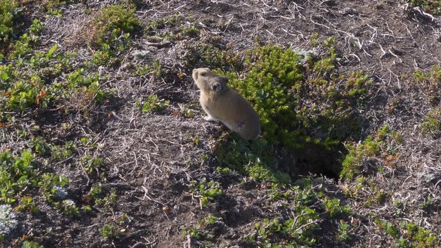 pika got out of the hole
