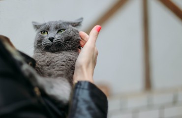 British gray cat with green eyes in the hands of a girl.