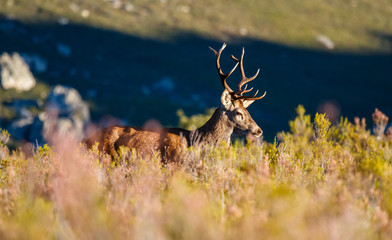 Cervus elaphus. Macho de ciervo. Venado.