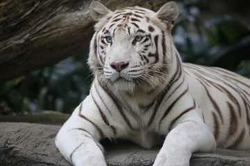 white tiger