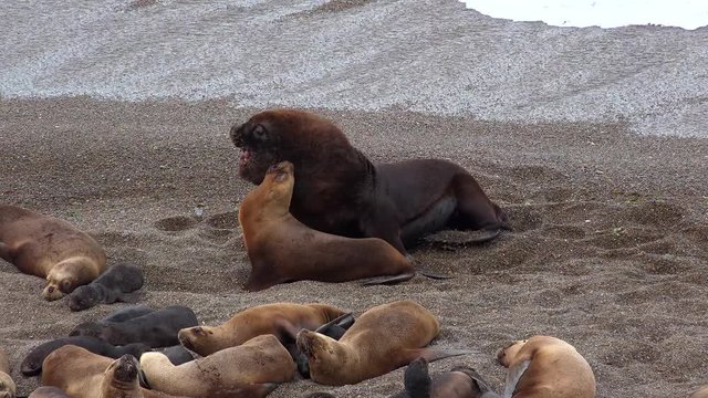 Mating games of Patagonian sea lions (Otaria flavescens). Valdes peninsula, Chubut, Argentina