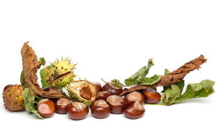 Autumn - Chestnuts - Border with Leaves, Isolated on White