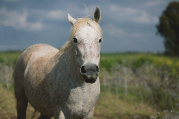 Obraz na płótnie Canvas White horse in the field.