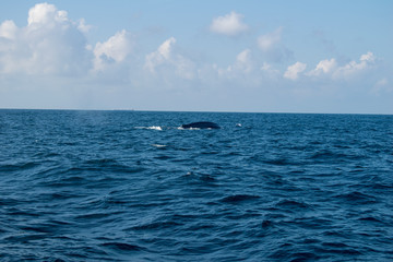 Fototapeta na wymiar Blue Whale Sri Lanka