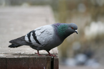 Pigeon