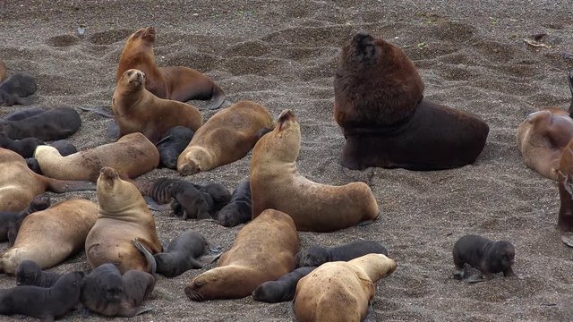 Patagonian sea lion male (Otaria flavescens) with harem and pups. Valdes peninsula, Chubut, Argentina