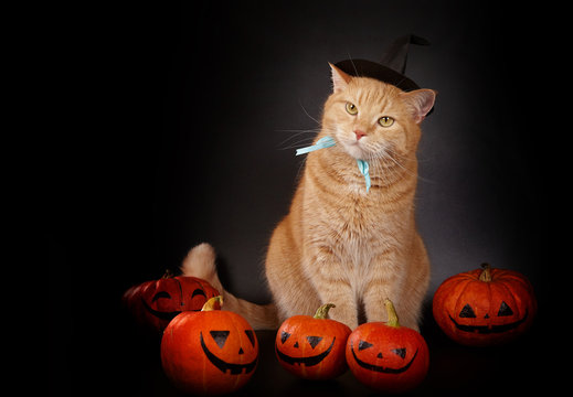 Halloween poster with cat and painted pumpkins.