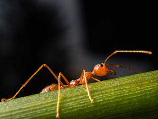 red ant macro