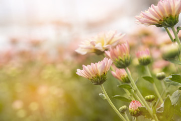 Beautiful chrysanthemum flower in garden