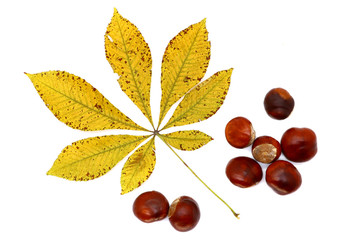 ripe chestnut and leaves close up, isolated