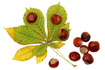 ripe chestnut and leaves close up, isolated