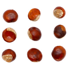ripe chestnut close up, isolated