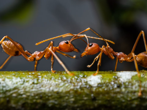 red ant macro