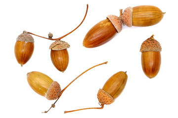 ripe acorns close up, isolated