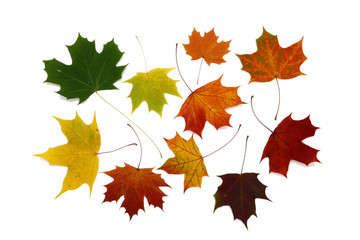 Naklejka na ściany i meble ricolorful autumn leaves, background, isolated, texture