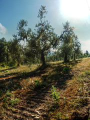 Fototapeta premium Olive tree in Tuscan meadow, Montespertoli, region of Florence