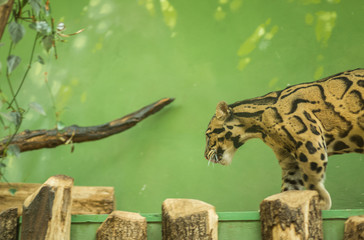 Clouded leopard on Prague zoo