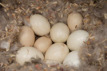 Wood Duck nest with eggs, taken in southern MN in the wild