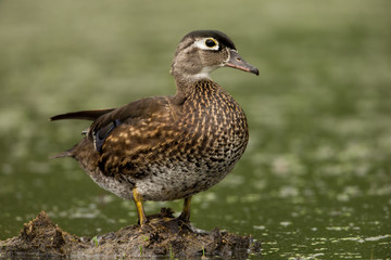 Wood Duck female taken in southern MN in the wild