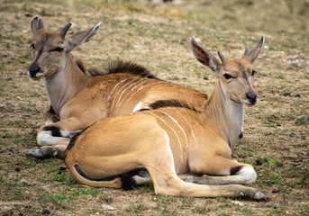 Antelopes Kobus leche (lechwe)