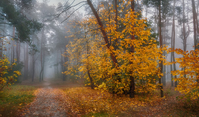 walk in the autumn forest. autumn colors. autumn fogs. melancholy.