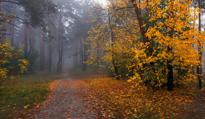 Obraz premium walk in the autumn forest. autumn colors. autumn fogs. melancholy.
