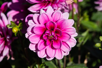 Dahlia Flower in Bloom