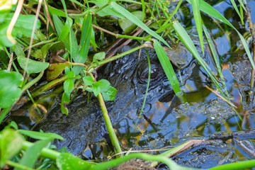 Alligator