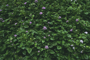 Nature background flat lay of green leaves with vintage filter