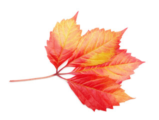 A beautiful autumn leaf.